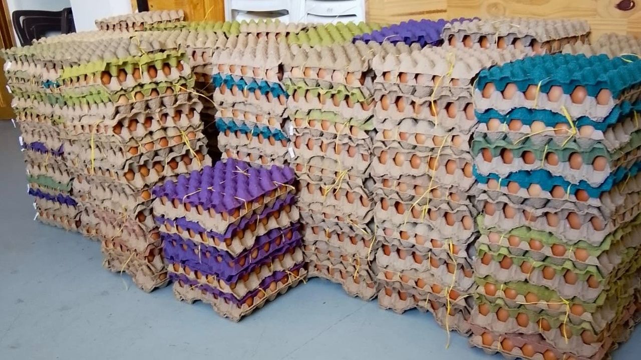  Alcaldía de Dosquebradas impulsa la venta de 9.000 huevos a través de compras públicas