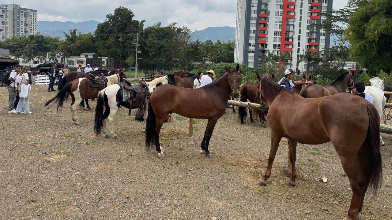 Con seguridad, control y bienestar animal, iniciará el Desfile Equino en Dosquebradas