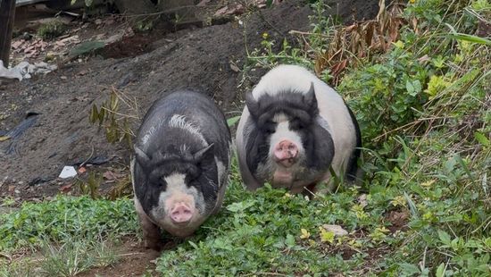  Dosquebradas protege el bienestar animal con el rescate de dos Mini Pigs